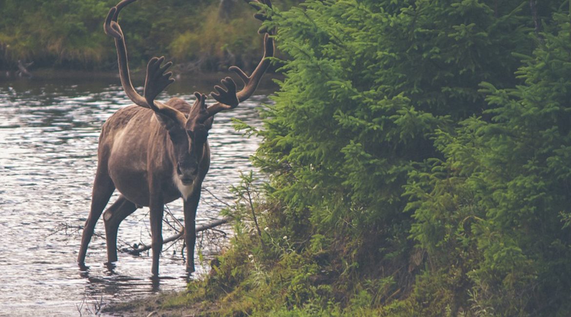 Roast chicken with herbs