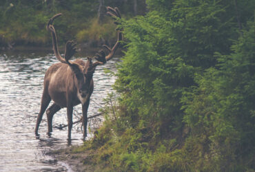 Roast chicken with herbs