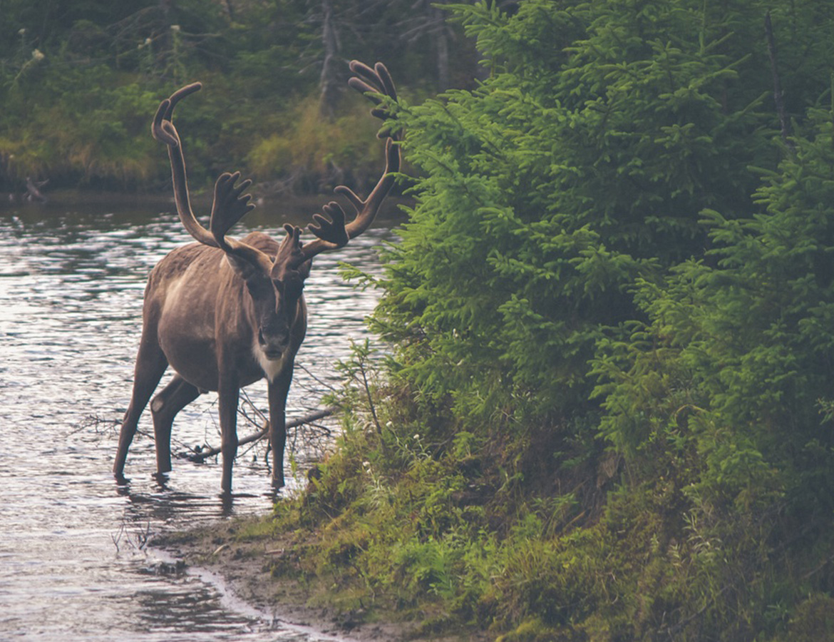 Roast chicken with herbs