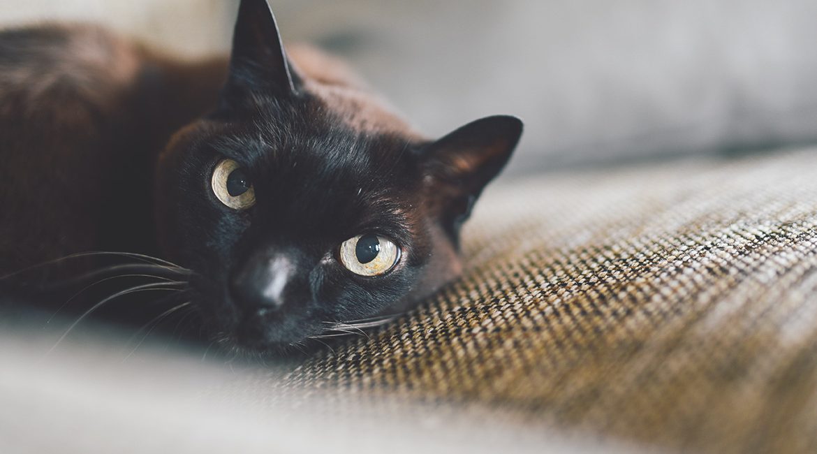 Black chocolate soufflé