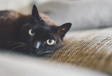 Black chocolate soufflé